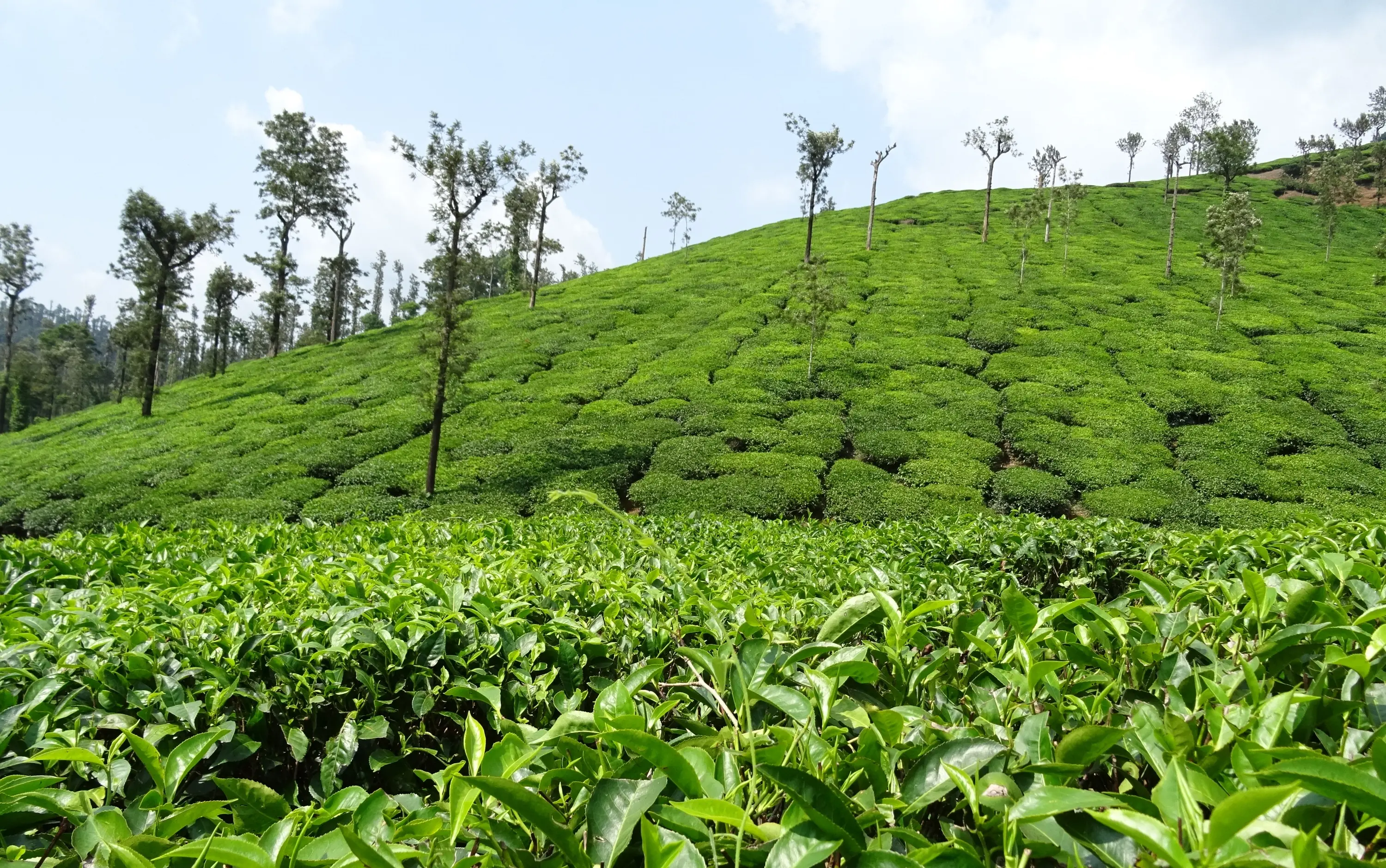 Tea estates rolling across the Nilgiri hills near Ooty